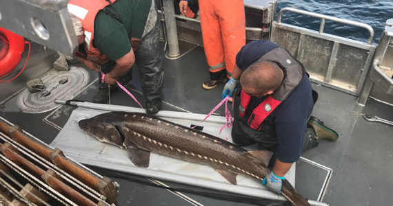 Fisheries staff measure a white sturgeon.