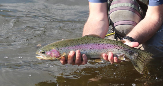 Steelhead and salmon populations in the Columbia River have long been a concern amongst the the operation of federal hydroelectric dams on the river. File photo