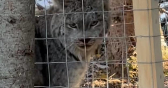 Submitted photo
A caged lynx caught in a live-trap.