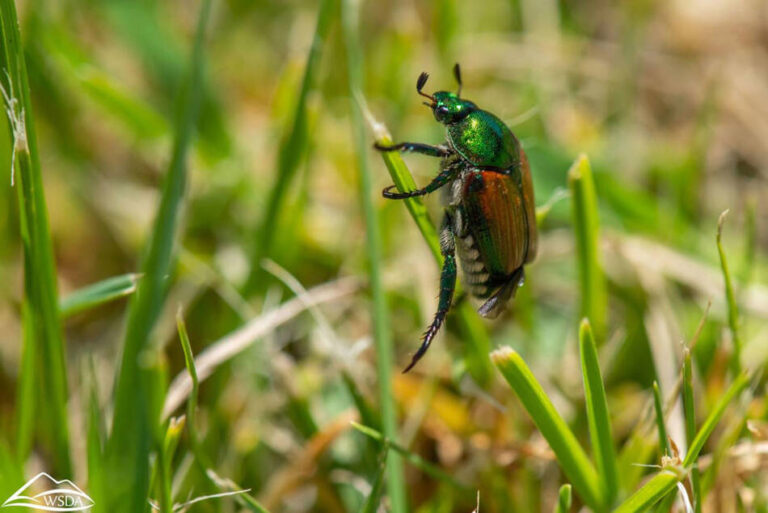 Invasive beetle found in Yakima County could devastate WA crops ...