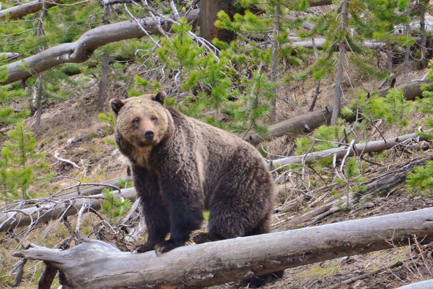 The National Park Service and U.S. Fish & Wildlife want to reintrolduce grizzly bears to the North Cascades in Washington State. <em>Photo by Frank van Manen/USGS</em>