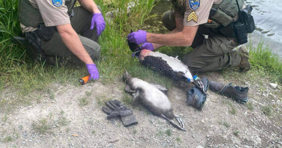 Officers with the Washington State Departtment of Fish & Wildlife are investigating the killling of several loons on Beaver Lake in the Okanogan Highlands. The state has offered an $800 reward for information leading to the arrest and conviction of those responsible for the deaths of the loons. <em>WDFW photo </em>