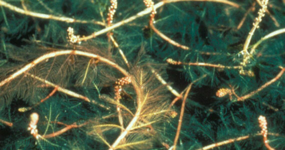 Eurasian Milfoil. Source: Washington State Noxious Weed Control Board.