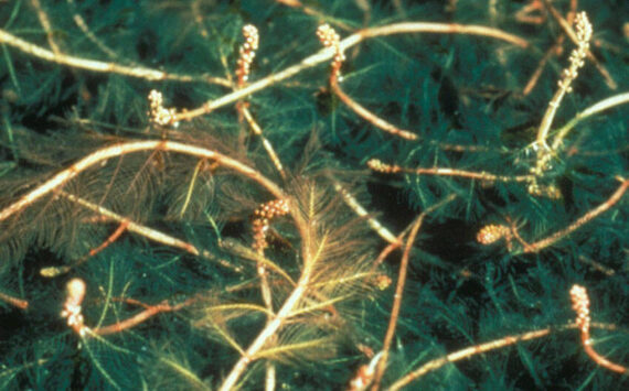 Eurasian Milfoil. Source: Washington State Noxious Weed Control Board.