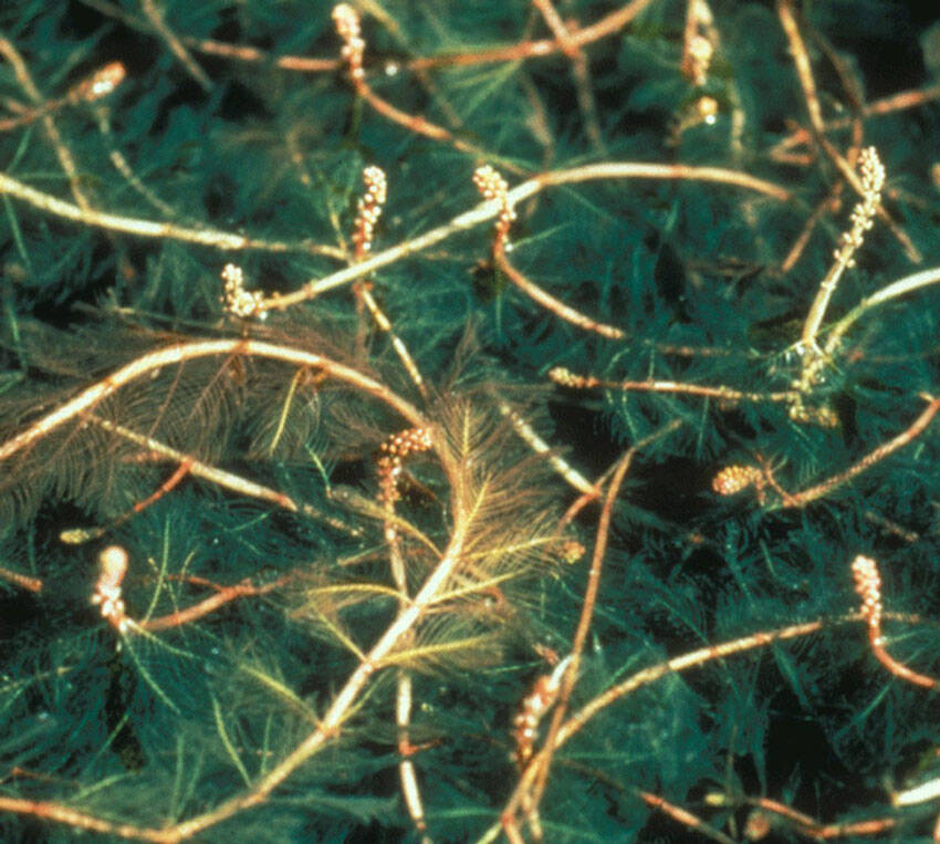 Eurasian Milfoil. Source: Washington State Noxious Weed Control Board.