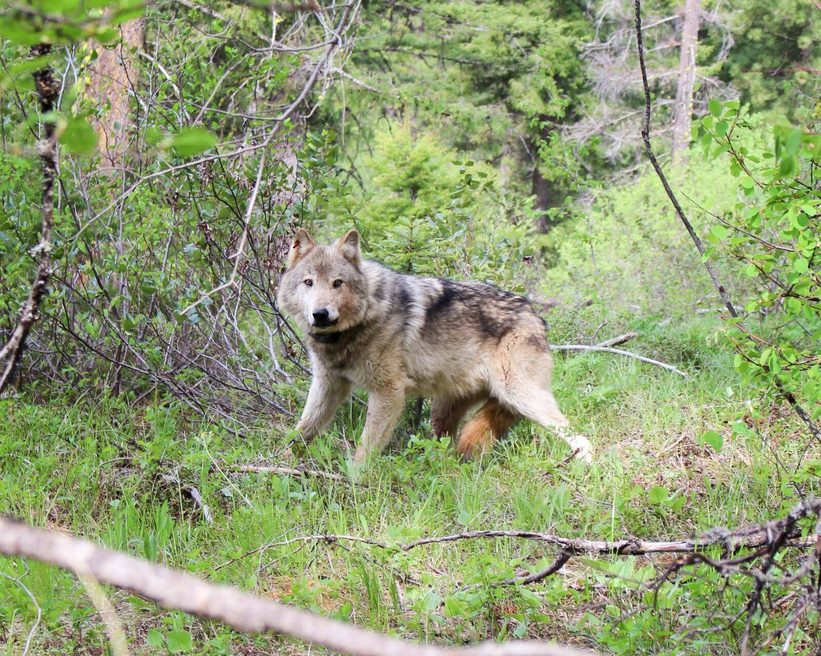 Photo from Washington State Department of Fish and Wildlife.