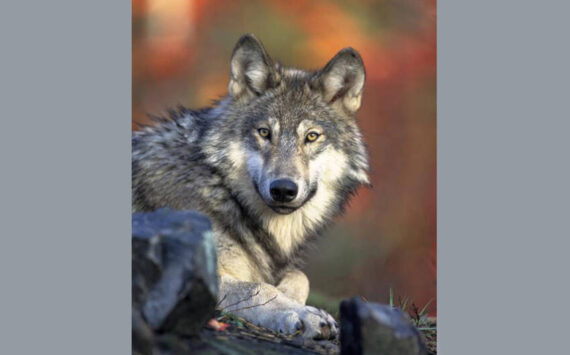 Gray wolf (Canis Lupus) Gary Kramer, USFWS photo