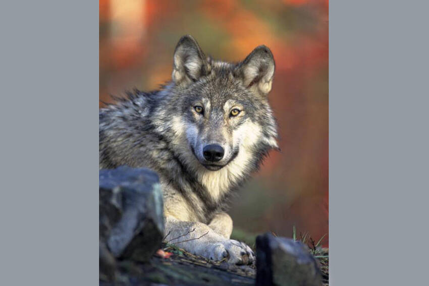 Gray wolf (Canis Lupus) Gary Kramer, USFWS photo