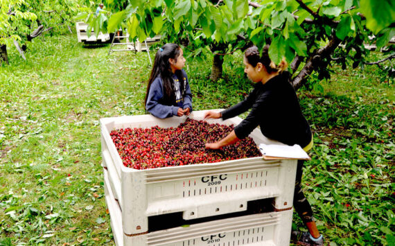 Marta and Gabbie Capote level out a bin of cherries at a cherry orchard just north of Oroville. Gary DeVon/staff photo