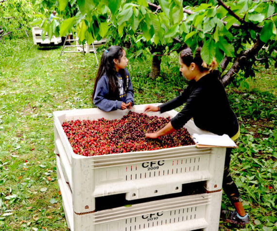 Marta and Gabbie Capote level out a bin of cherries at a cherry orchard just north of Oroville. Gary DeVon/staff photo