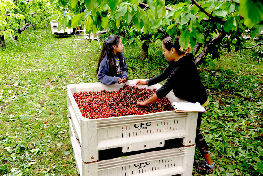 Marta and Gabbie Capote level out a bin of cherries at a cherry orchard just north of Oroville. Gary DeVon/staff photo