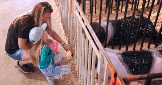 Ellie shares a laugh with her mother Amber Scott after jumping back from an attempt to pet one of the pigs at the Okanogan County Fair two years ago. Although she was a bit tentative, she finally joined her mom in giving the pig a scratch on the snout. Gary De Von/staff photos