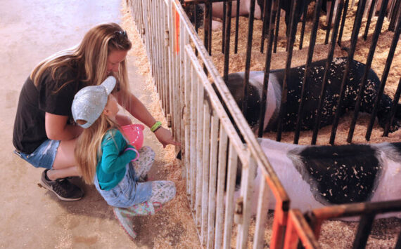 Ellie shares a laugh with her mother Amber Scott after jumping back from an attempt to pet one of the pigs at the Okanogan County Fair two years ago. Although she was a bit tentative, she finally joined her mom in giving the pig a scratch on the snout. Gary De Von/staff photos