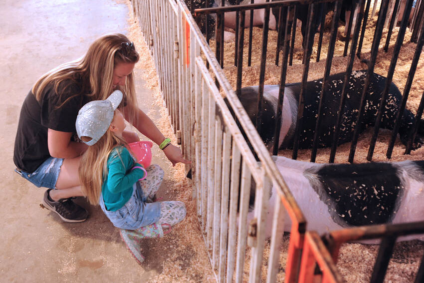 Ellie shares a laugh with her mother Amber Scott after jumping back from an attempt to pet one of the pigs at the Okanogan County Fair two years ago. Although she was a bit tentative, she finally joined her mom in giving the pig a scratch on the snout. Gary De Von/staff photos