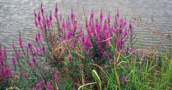 Purple Loosestrife is just one of several invasive species that can be found in Okanogan County, according to the Noxious Weed Board. John Byrd, Mississippi State Univ., Bugwood.org photo