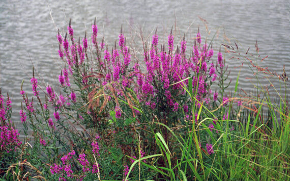 Purple Loosestrife is just one of several invasive species that can be found in Okanogan County, according to the Noxious Weed Board. John Byrd, Mississippi State Univ., Bugwood.org photo