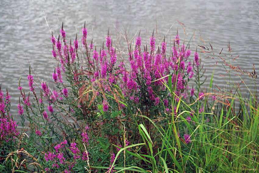 Purple Loosestrife is just one of several invasive species that can be found in Okanogan County, according to the Noxious Weed Board. John Byrd, Mississippi State Univ., Bugwood.org photo