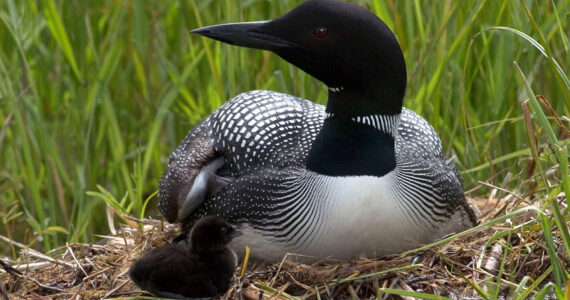 The Okanogan Highlands Alliance is set to host a presentation on the recent declines in the Common Loon population in the Okanogan Highlands, this Friday, Feb.21. The event will be held at the Community Cultural Center, in Tonasket. Submitted photo