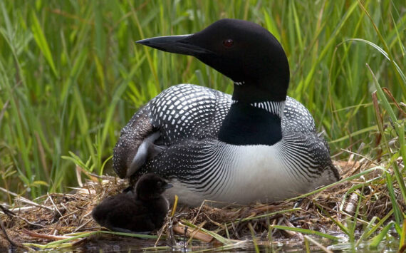 The Okanogan Highlands Alliance is set to host a presentation on the recent declines in the Common Loon population in the Okanogan Highlands, this Friday, Feb.21. The event will be held at the Community Cultural Center, in Tonasket. Submitted photo